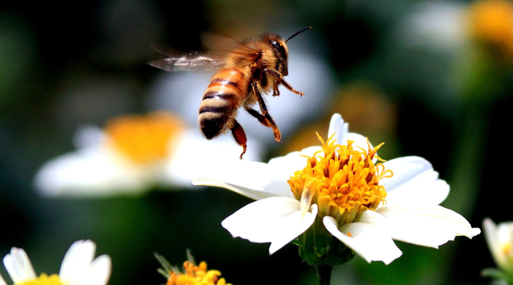 Collombatti Naturals Interesting Bee Facts You Need To Know Blog - A close up of a bee going into land on a white flower