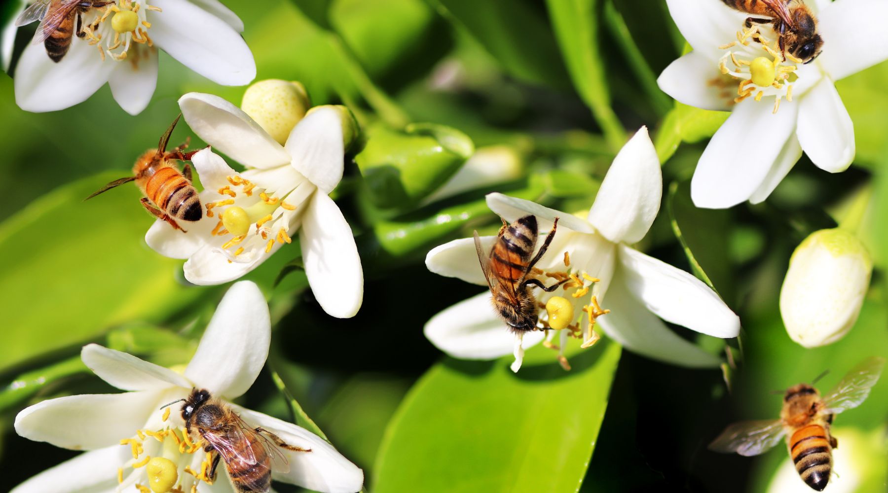 Collombatti Naturals Interesting Facts About Bees You Need To Know Blog - Bees foraging on some white flowers