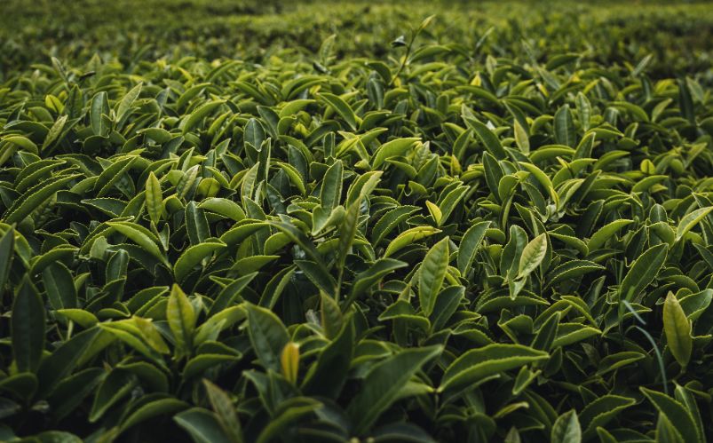 Collombatti Naturals fields of green tea before it's been picked