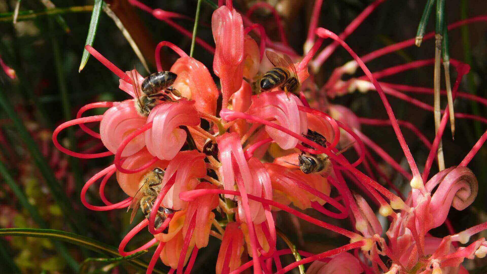 Collombatti Naturals 5 Australian natives to plant for a bee friendly garden picture of bees on a red grevillea