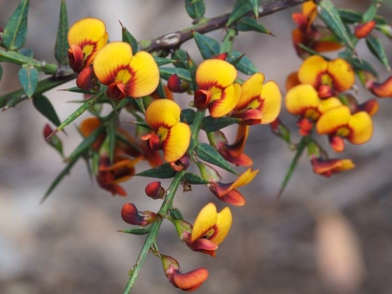 Collombatti Naturals 5 best Australian Native bee-friendly plants picture of gorse bitter pea with yellow and orange flowers