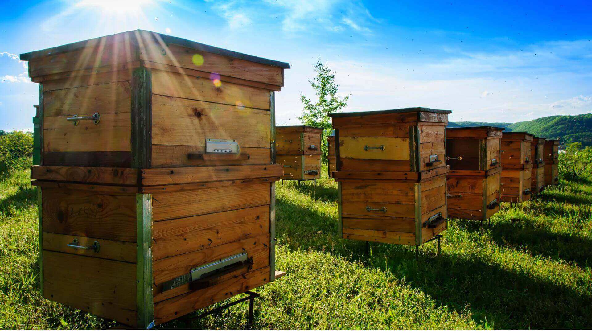 Collombatti Naturals 7 compelling reasons to buy Australian beeswax picture of beehives in sunshine