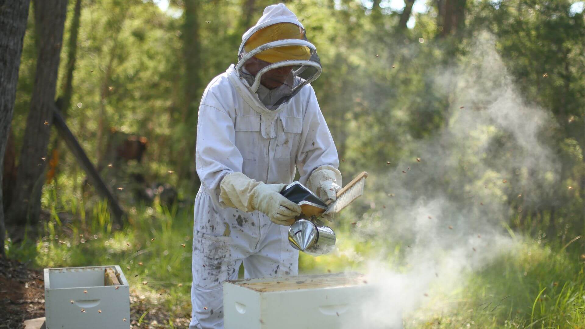 Collombatti Naturals 7 compelling reasons to buy Australian beeswax picture of a beekeeper in the bush