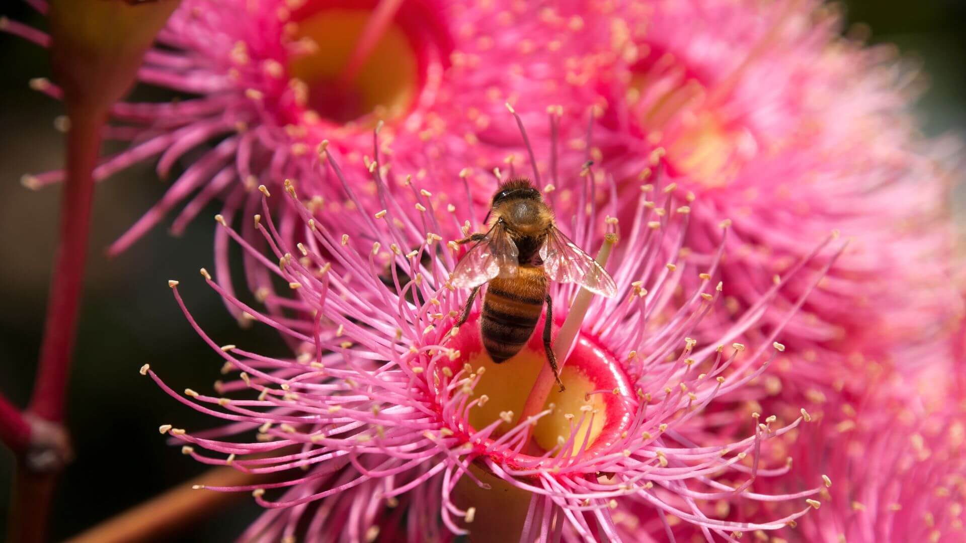 Collombatti Naturals 7 compelling reasons to buy Australian beeswax picture of flowering pink gum nut and a bee