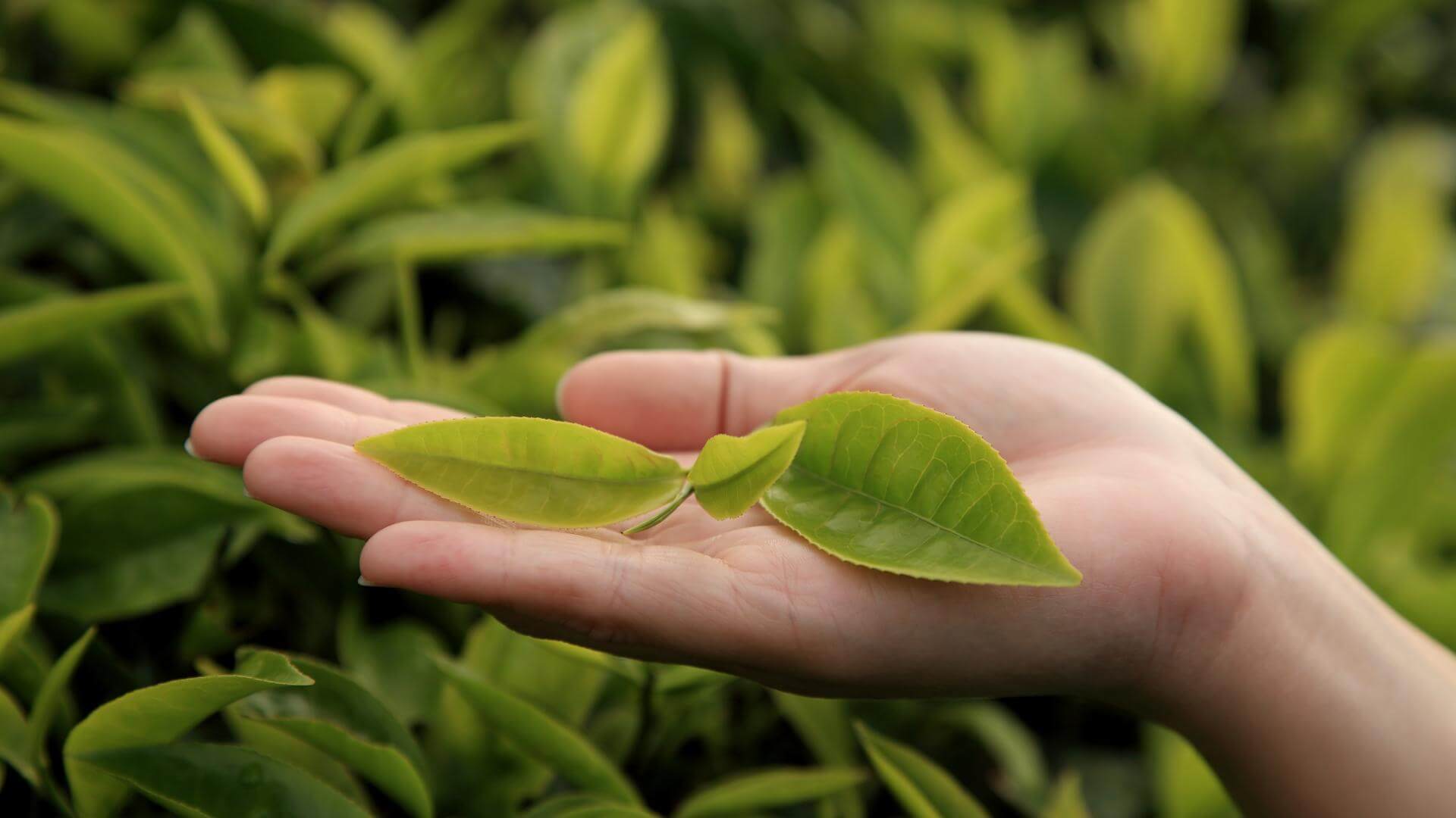 Collombatti Naturals Are there any health benefits to drinking chai picture of green tea leaves in a hand