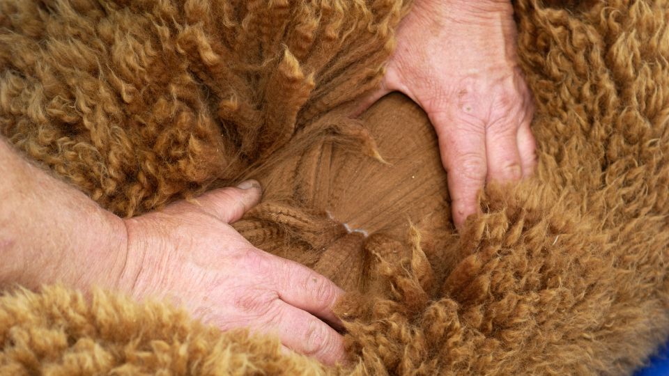 Collombatti Naturals embracing sustainability picture of someone parting an alpacas fleece with their hands