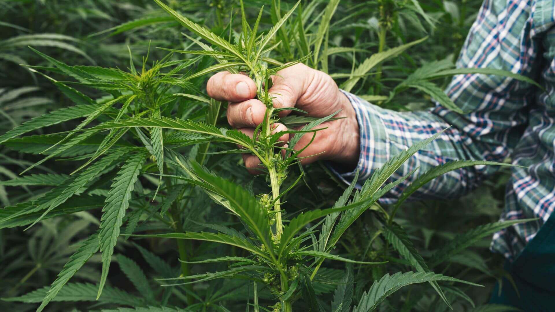 Collombatti Naturals Embracing sustainability picture of a person holding the leaves of a hemp plant