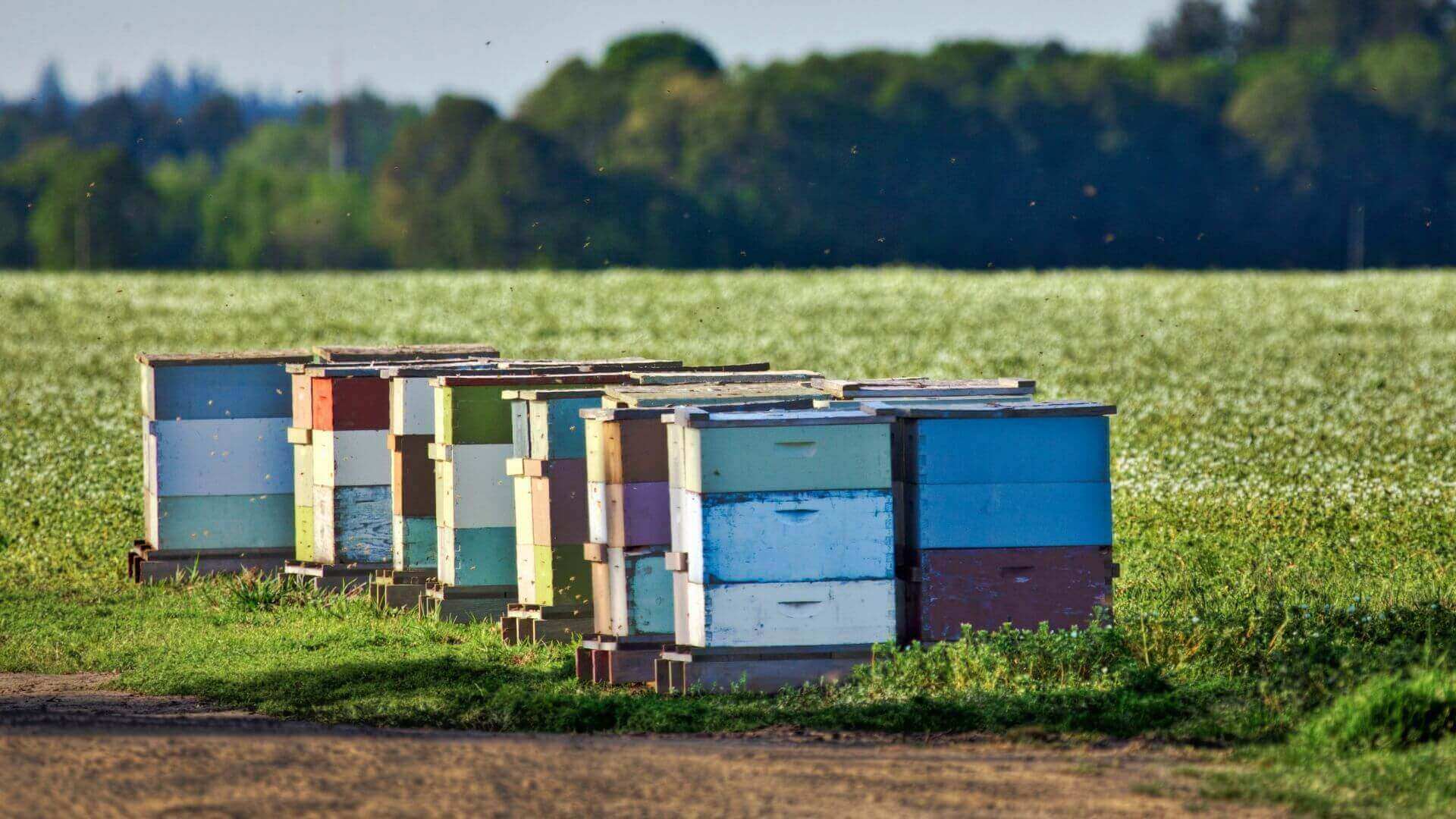 Collombatti Naturals Why we need bees for a healthy planet picture of beehive in a field