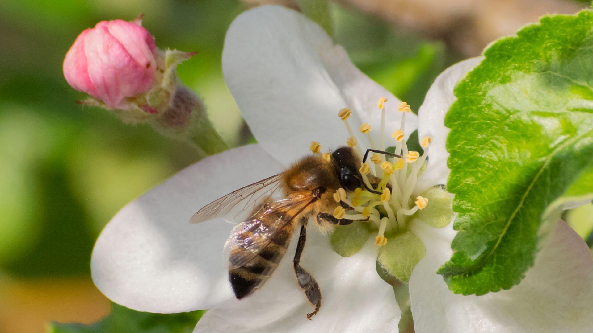 Collombatti Naturals Why we need bees for a healthy planet picture of a bee pollinating an apple blossom