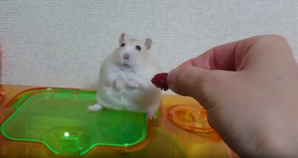 dwarf hamster care