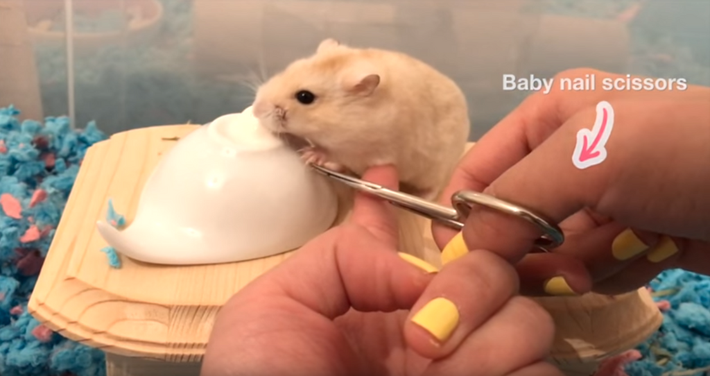 hamster nail clippers