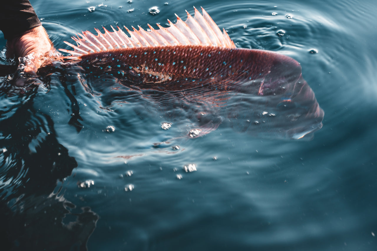 How to Catch Snapper on Lures: A Beginner's Guide – Daiwa Australia