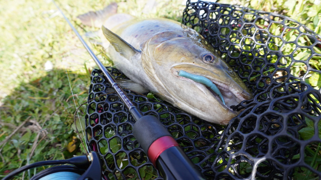 How to Catch Trout on Soft Plastics – Daiwa Australia