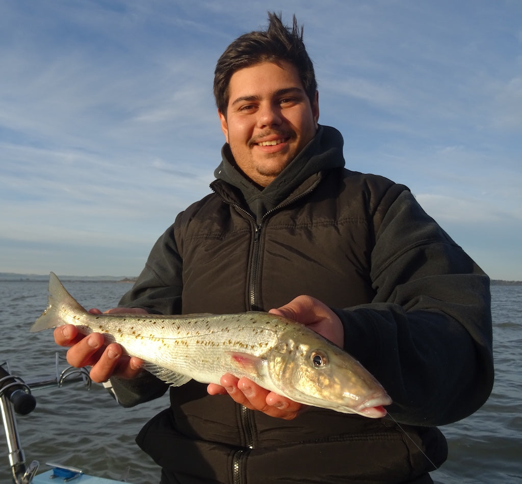 How To Catch King George Whiting in Port Phillip Bay – Daiwa Australia