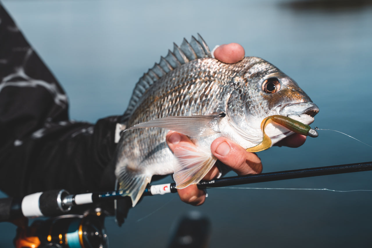 How to Set-Up a Soft Plastics Outfit – Daiwa Australia