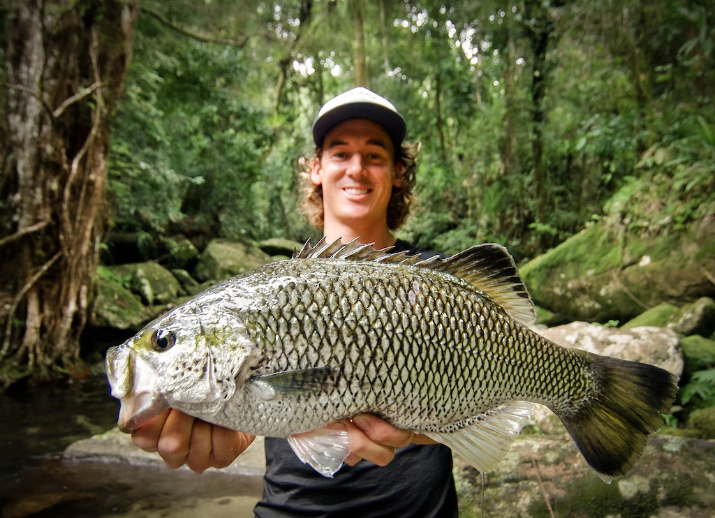 How to Catch Jungle Perch – Daiwa Australia