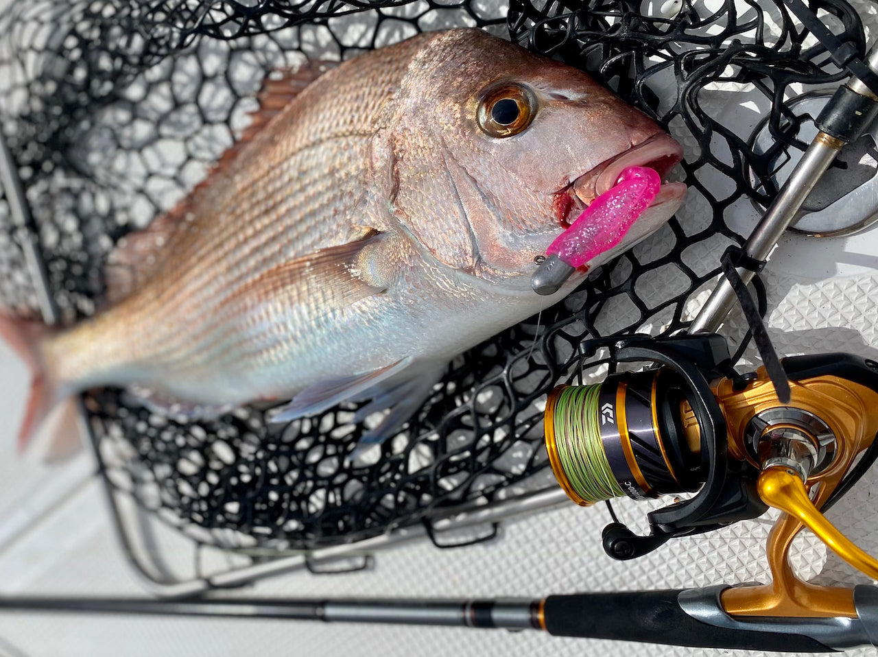 How to Catch Snapper in the Shallows – Daiwa Australia