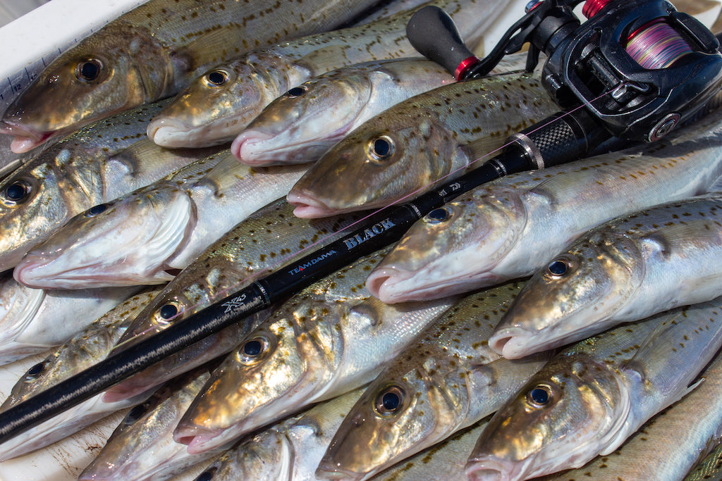 How to Catch King George Whiting in Port Phillip Bay – Daiwa Australia