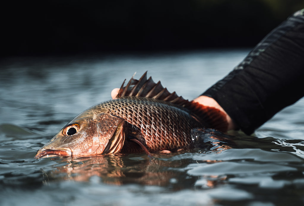 How to Catch Mangrove Jack: a complete guide – Daiwa Australia