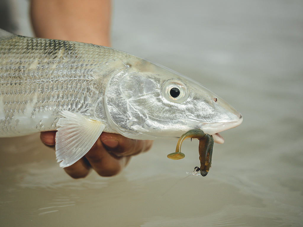 How to Catch Bonefish on Bait Junkie Soft Plastics – Daiwa Australia