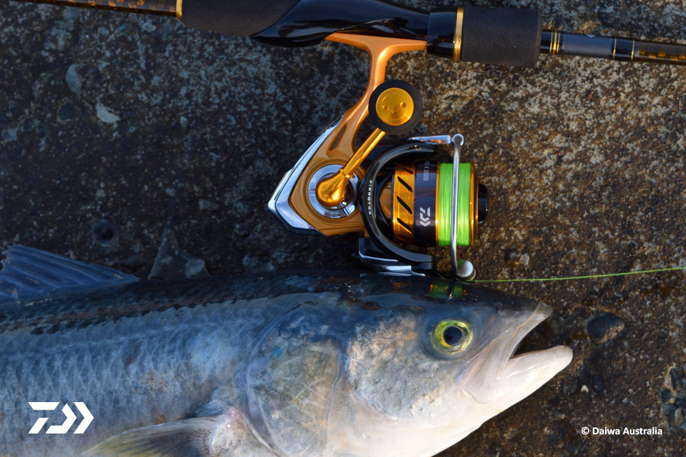 DAIWA PRODUCT FOCUS: AIRD X BY JAMIE ROBLEY – Daiwa US