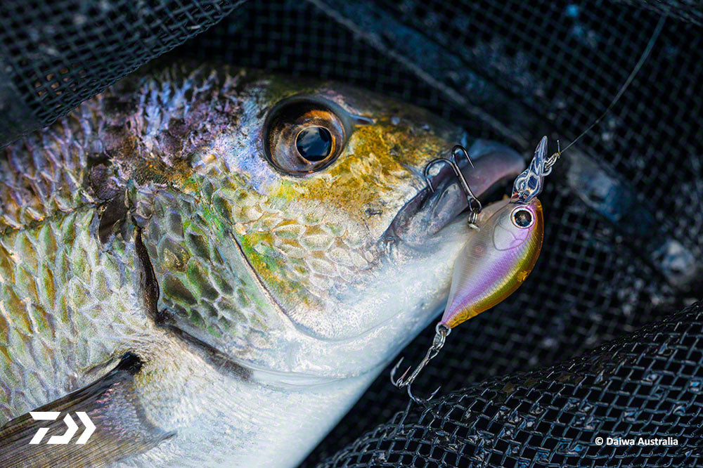 How to fish your crankbait the right way in clear sunny weather. Strik