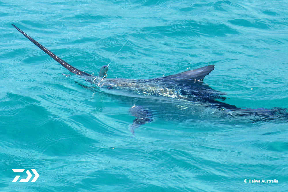 Fraser Island Flats Marlin 03