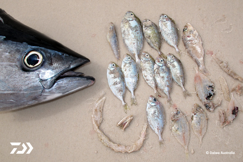 DAIWA FISHING TIPS: PELAGICS ON FIRE BY MARK BARGENQUEST – Daiwa