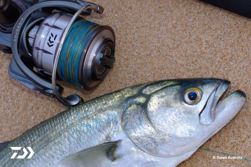 DAIWA FISHING TIPS: 3 reasons why you MUST own shallow & mid cran –  Daiwa Australia