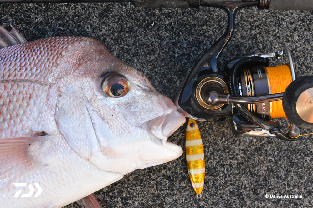 DAIWA FISHING TIPS: Slow Pitching Snapper…it's a Blast! –