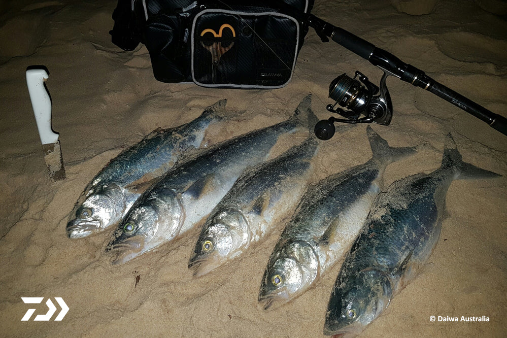 Fishing Tips: Beach Salmon After Hours – Daiwa Australia