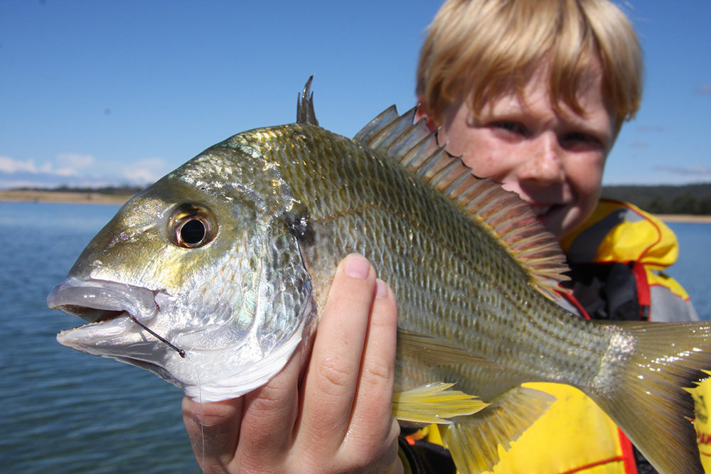 Fresh Prawns fishing bait - bream and snapper find them irresistable