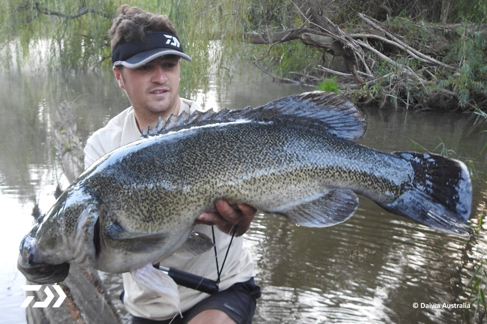 Technique And Product Focus: Swimbaiting For Murray Cod – Daiwa