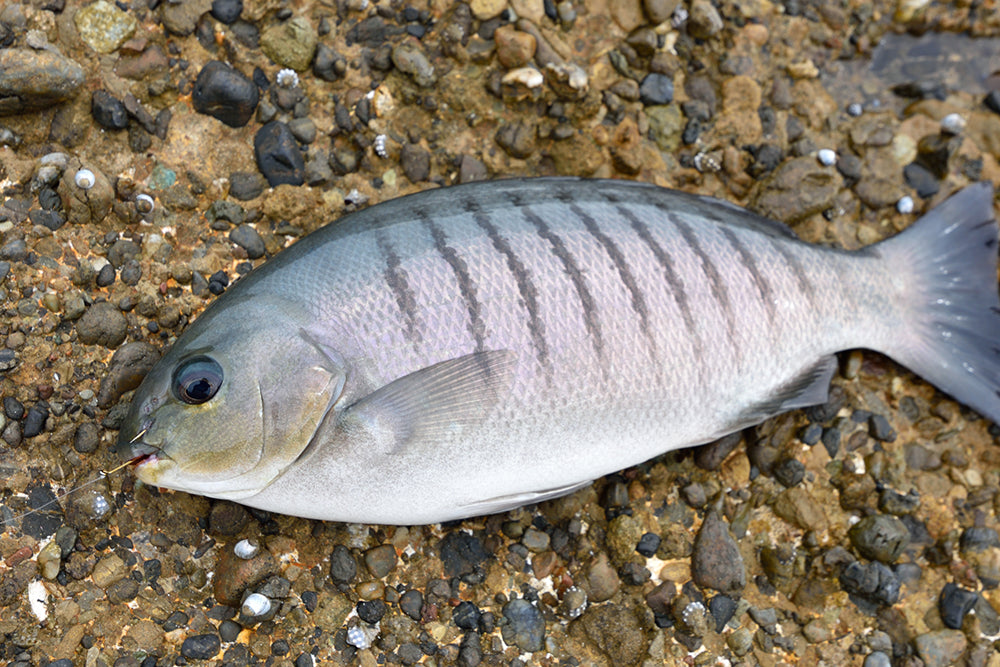 Beach & Rock Fishing Australia, Some of the drummer I caught over the  break