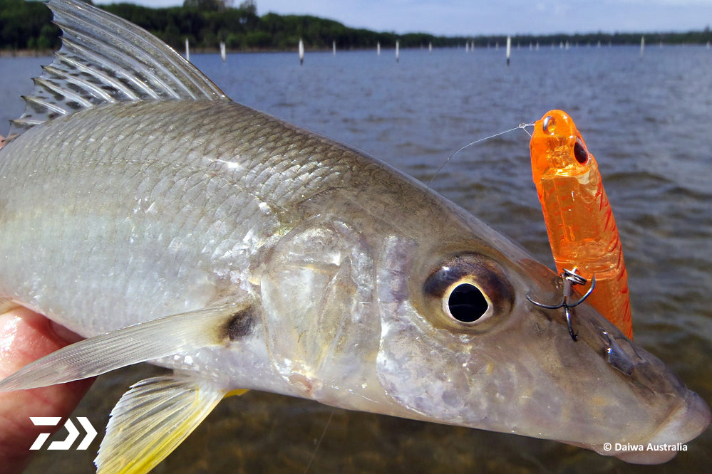 How to Catch Whiting on Lures – Daiwa Australia