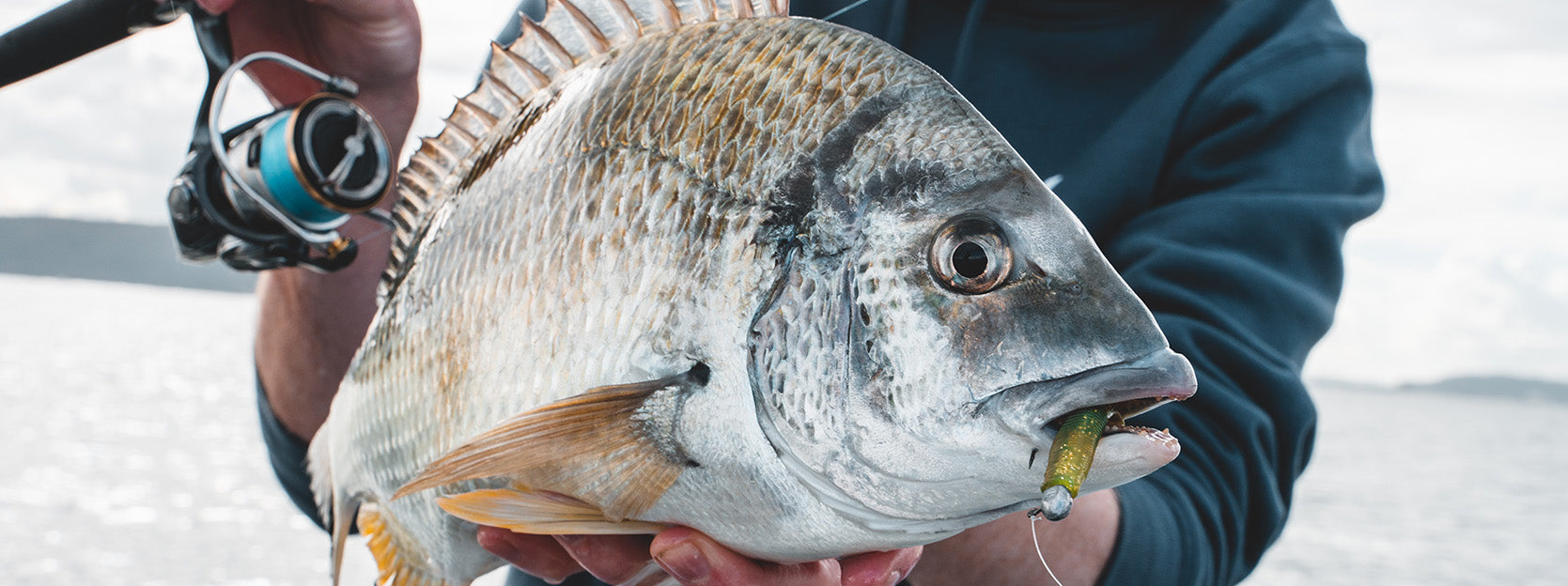 soft plastics in Brisbane Region, QLD, Fishing