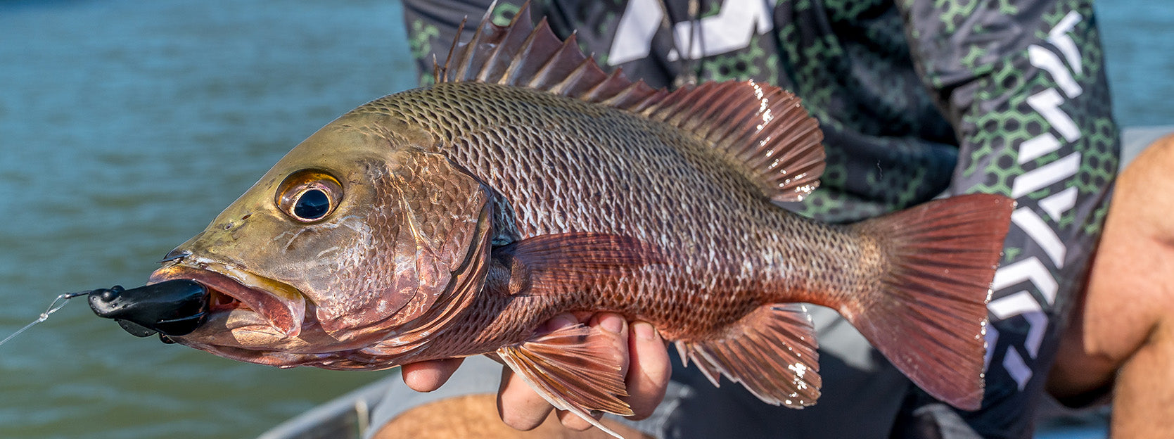 How to Catch Mangrove Jack on a Bait Junkie Kikker Curly