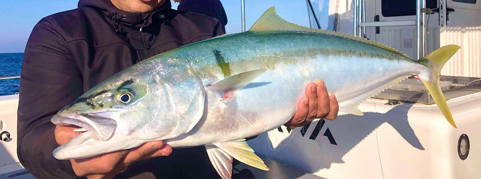 How to Catch Winter Kingfish