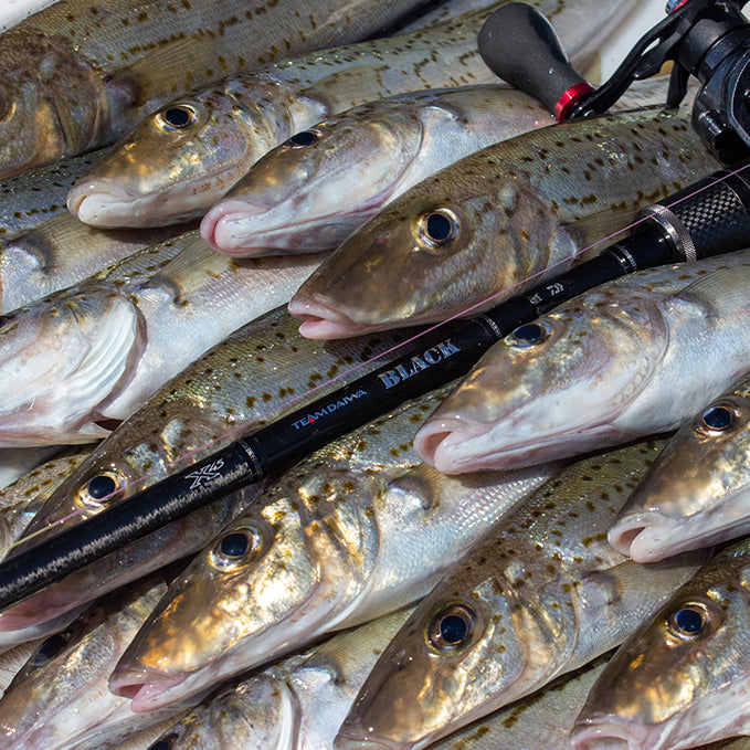 How to Catch King George Whiting in Port Phillip Bay