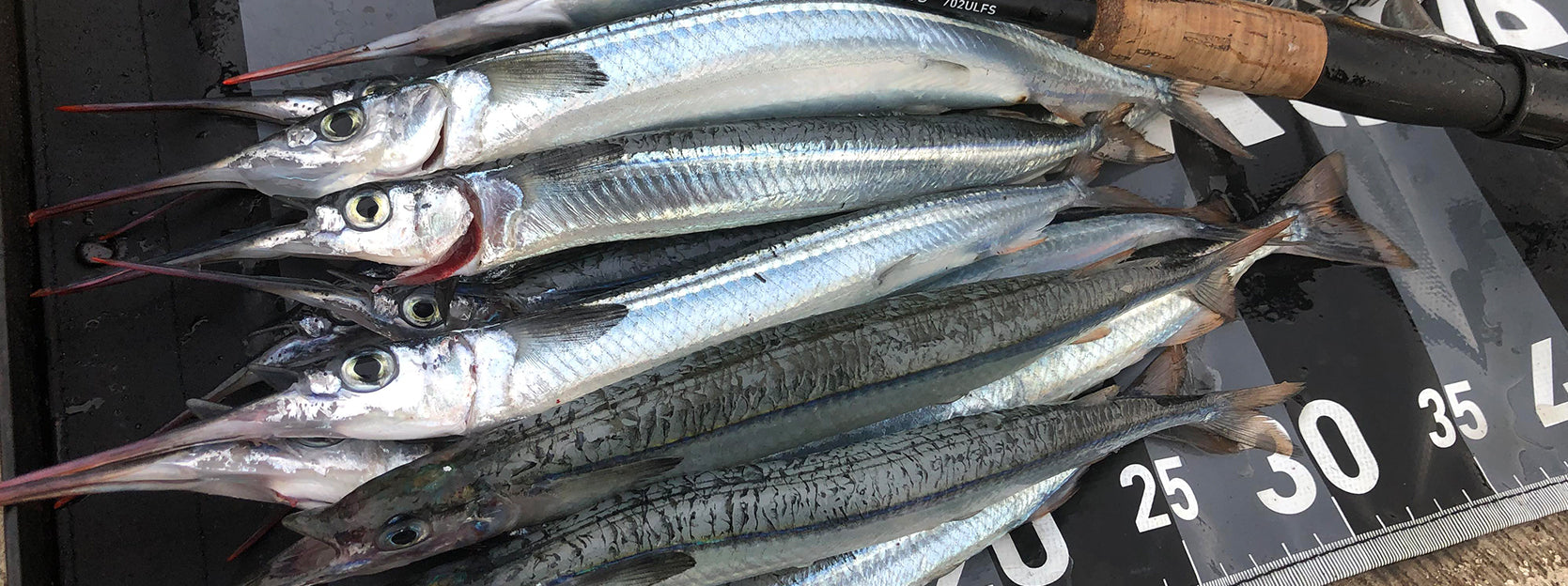 Frozen Mackerel Bait: Tips, Techniques, and Advice