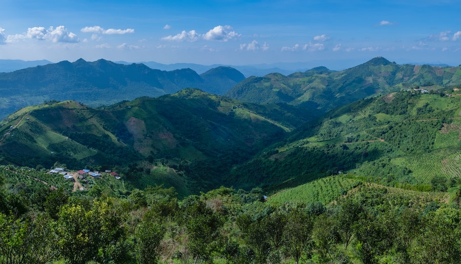 kava zrno mjanmarsko myanmar barma