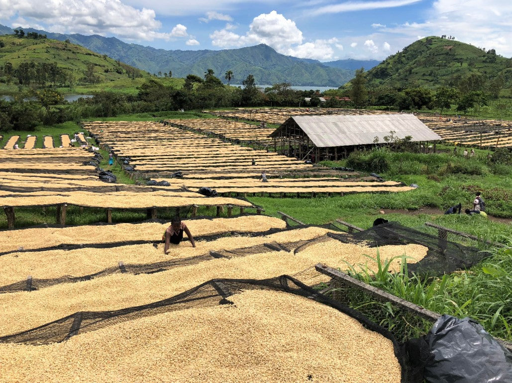 farma kongo arabica kava