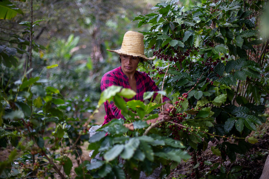 kava honduras zrno