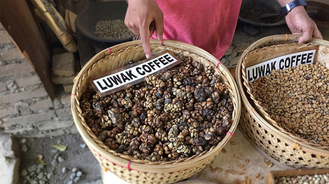 kopi luwak cibetkova kava prava autenticka 