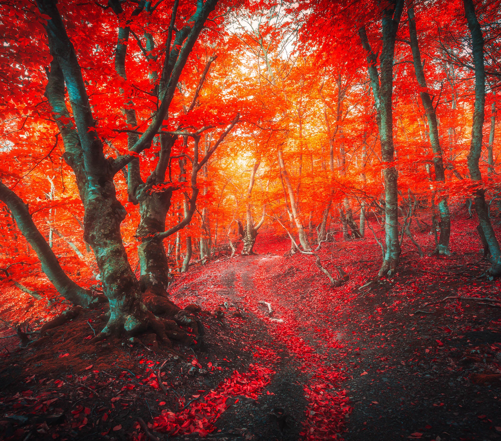 Fall Lightroom Preset - Red Color Super Intense