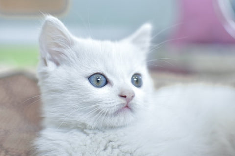 Scruffy Paws - white cat with blue eyes