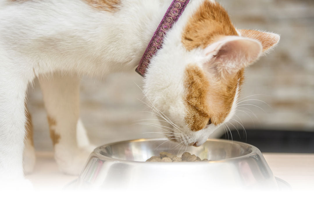 CHANGE IN EATING AND BATHROOM HABITS - Scruffy Paws Nutrition