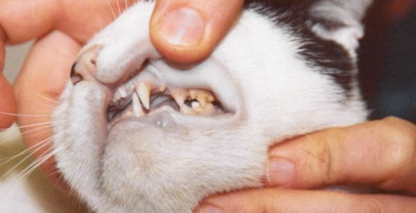 Pale Colored Gums - Scruffy Paws Nutrition