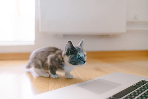 Cat looking at the laptop