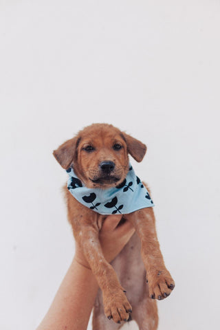 Rescue Pup in The Paws Bandana